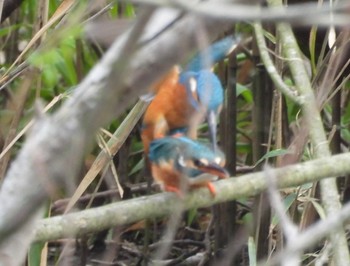 Common Kingfisher 佐鳴湖 Sun, 3/31/2024