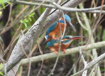 Common Kingfisher 佐鳴湖 Sun, 3/31/2024