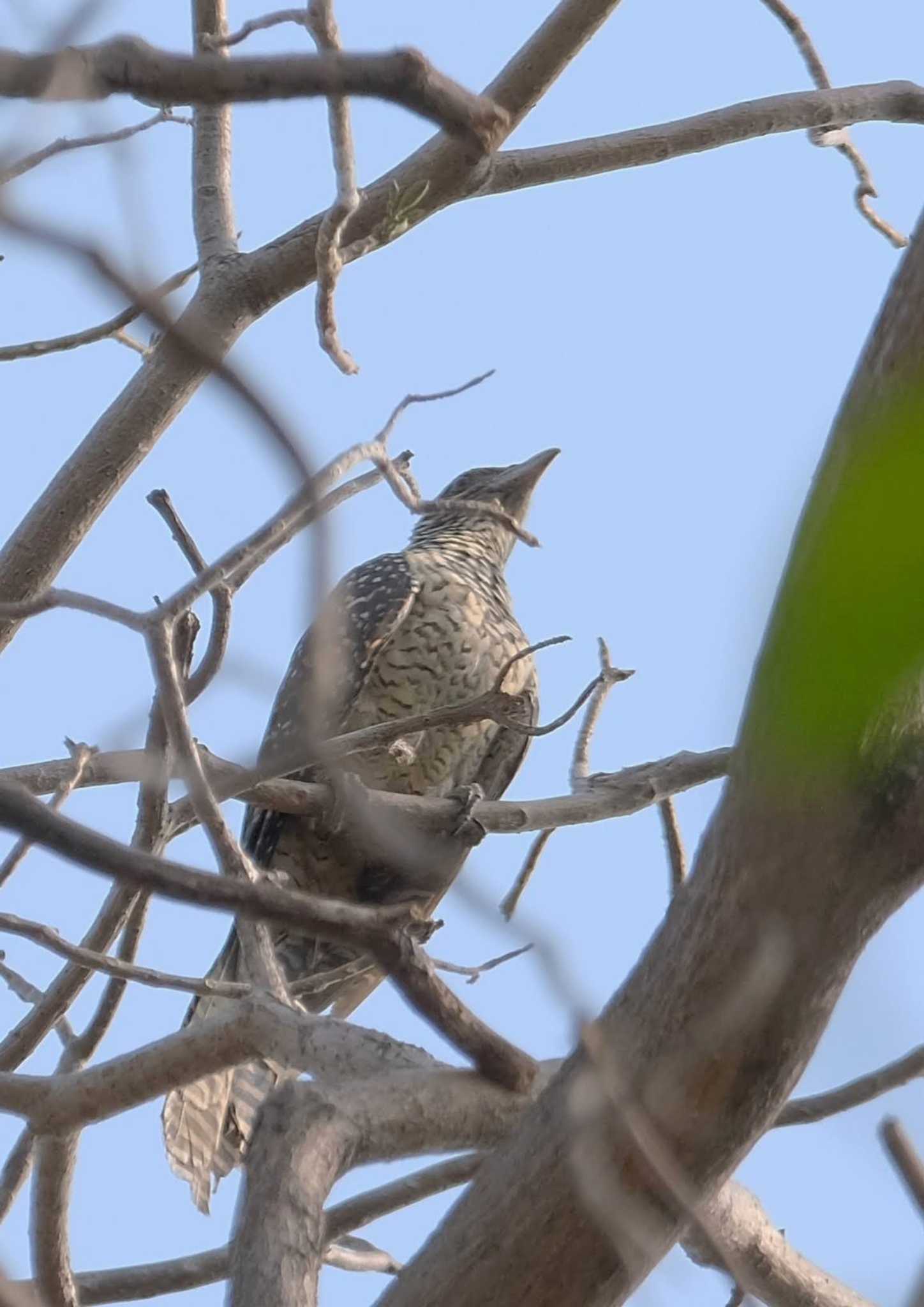 Asian Koel