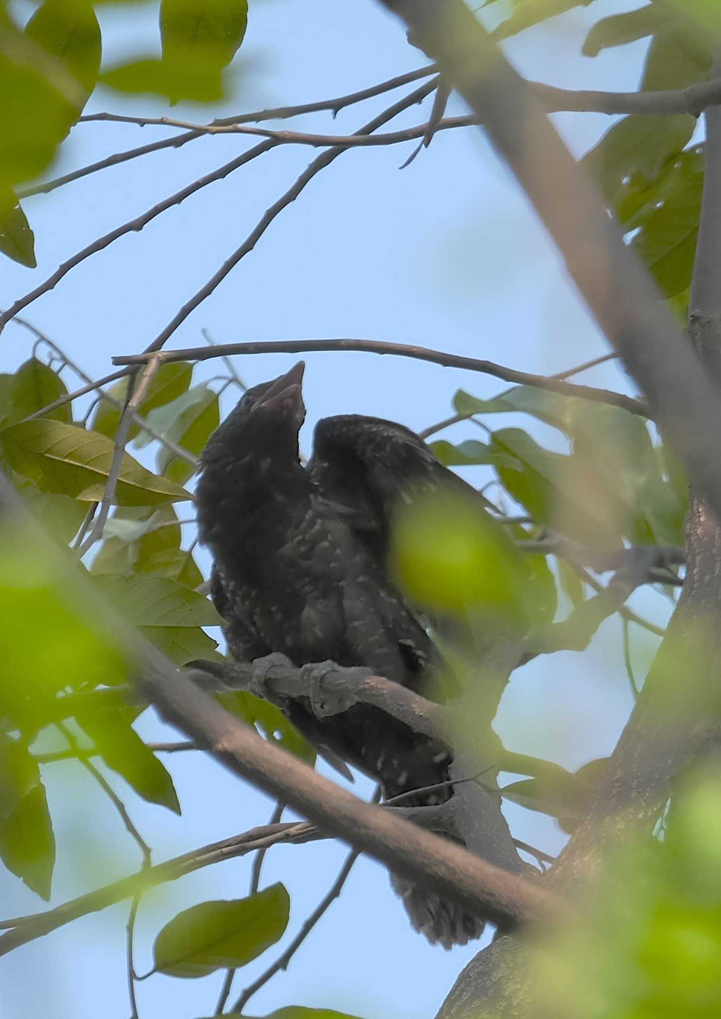 Asian Koel