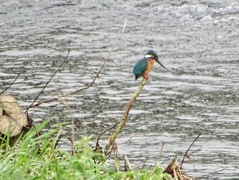 Common Kingfisher 境川遊水地公園 Fri, 4/5/2024