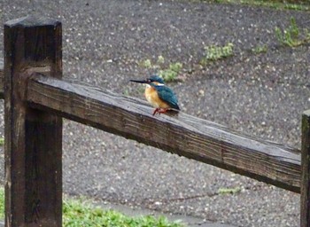 Common Kingfisher 境川遊水地公園 Fri, 4/5/2024