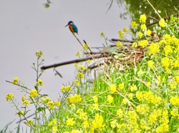 Common Kingfisher 境川遊水地公園 Fri, 4/5/2024