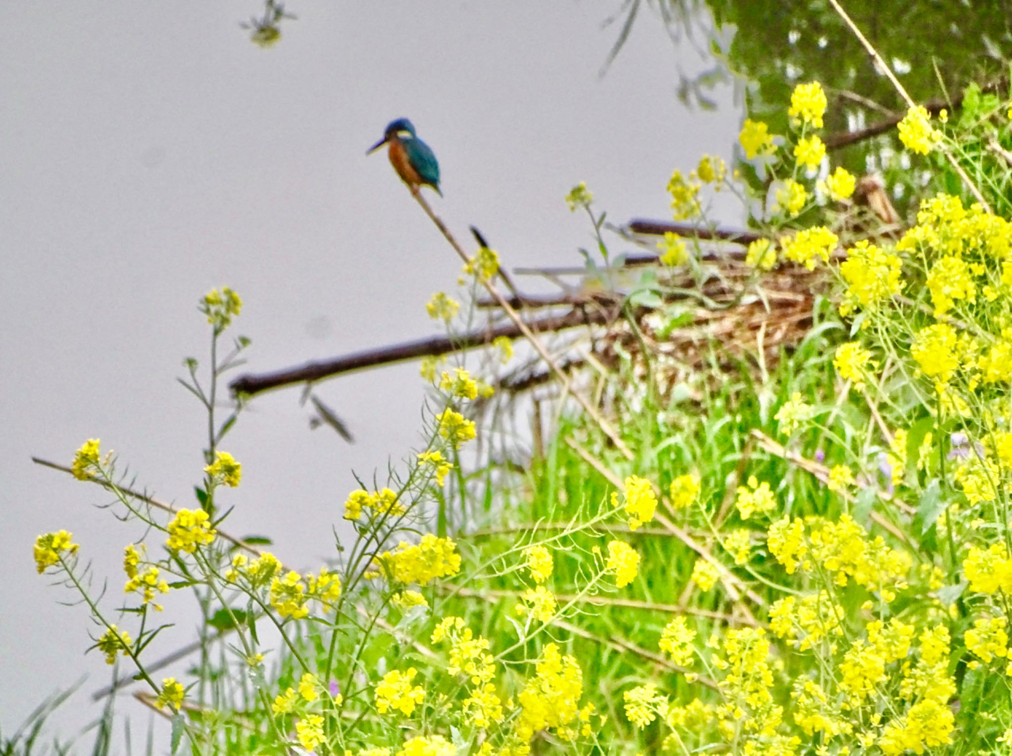 Photo of Common Kingfisher at 境川遊水地公園 by KAWASEMIぴー