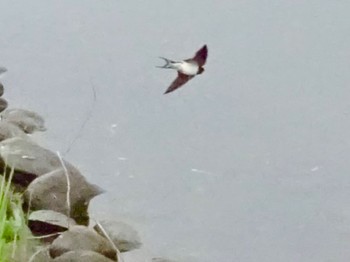 Barn Swallow 境川遊水地公園 Fri, 4/5/2024