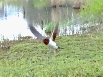 Barn Swallow 境川遊水地公園 Fri, 4/5/2024