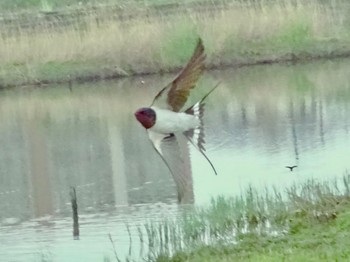 Barn Swallow 境川遊水地公園 Fri, 4/5/2024