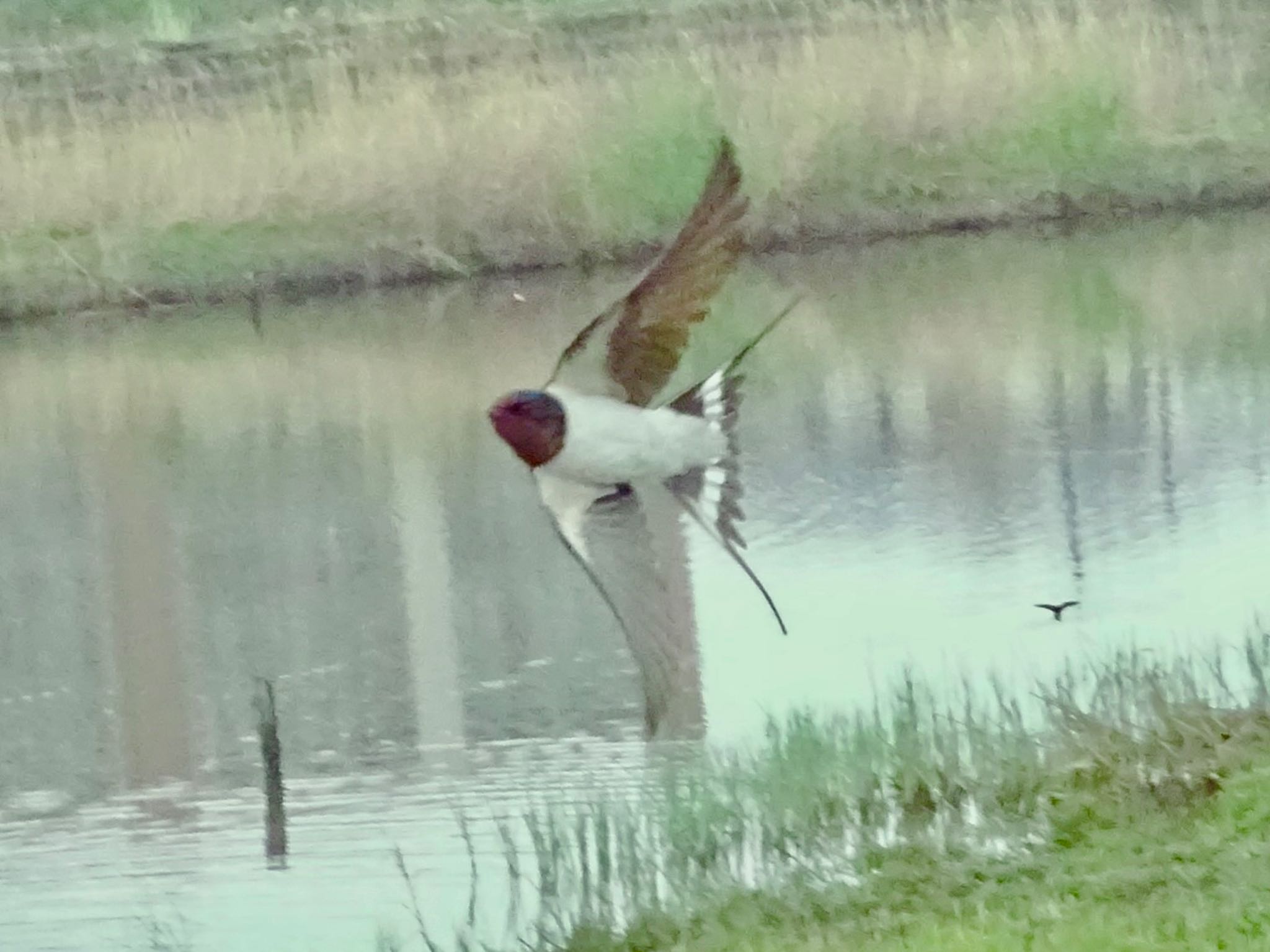 Photo of Barn Swallow at 境川遊水地公園 by KAWASEMIぴー