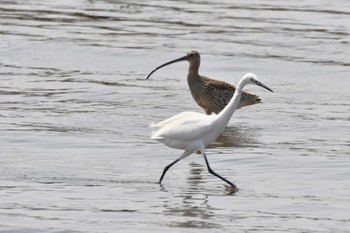 ホウロクシギ 葛西臨海公園 2024年4月2日(火)