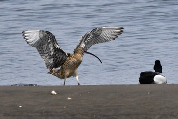 ホウロクシギ 葛西臨海公園 2024年4月2日(火)