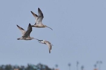 ホウロクシギ 葛西臨海公園 2024年4月2日(火)