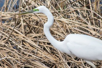 Great Egret Musashino-no-mori Park Sun, 3/31/2024