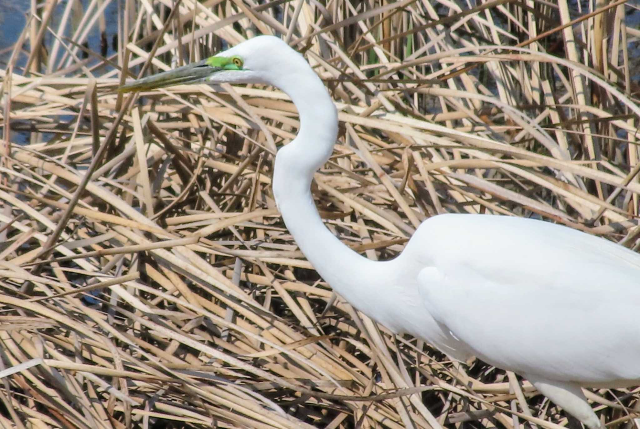 Photo of Great Egret at Musashino-no-mori Park by ashi