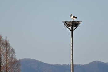 Oriental Stork  渡良瀬遊水地 Mon, 4/1/2024