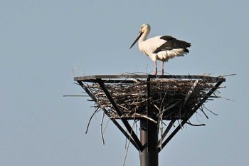 Oriental Stork Watarase Yusuichi (Wetland) Mon, 4/1/2024