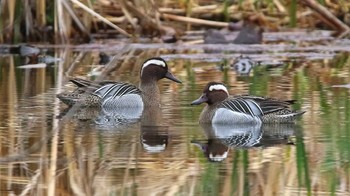 シマアジ 見沼自然公園 2024年4月5日(金)