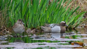 シマアジ 見沼自然公園 2024年4月5日(金)