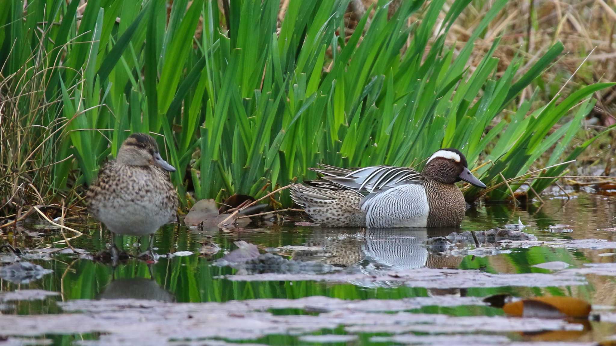 見沼自然公園 シマアジの写真 by k honma