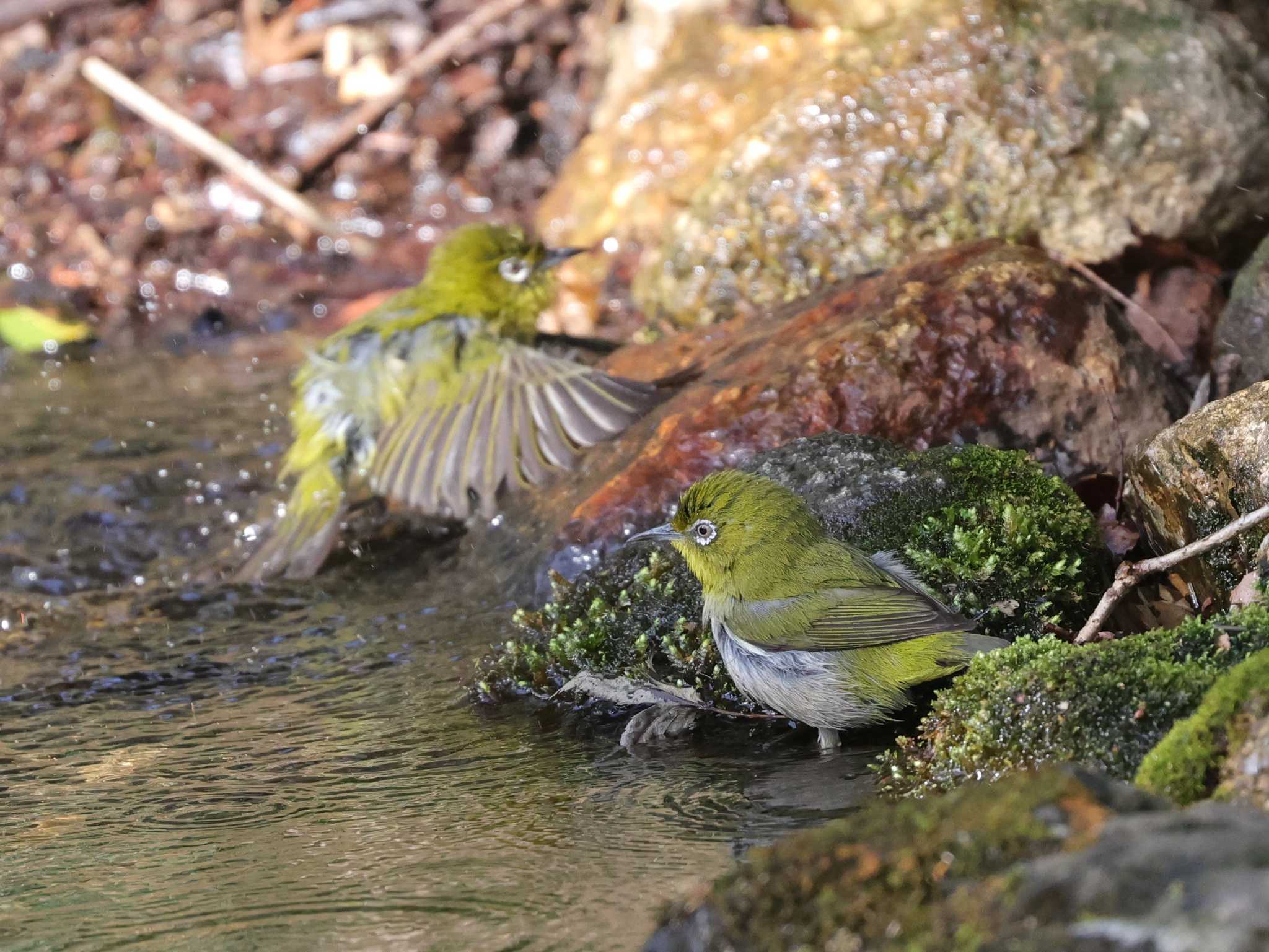 Photo of Warbling White-eye at 多摩地区 by taiga