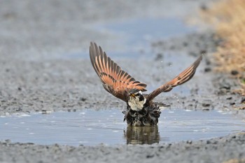 Dusky Thrush 平塚市 Mon, 2/19/2024