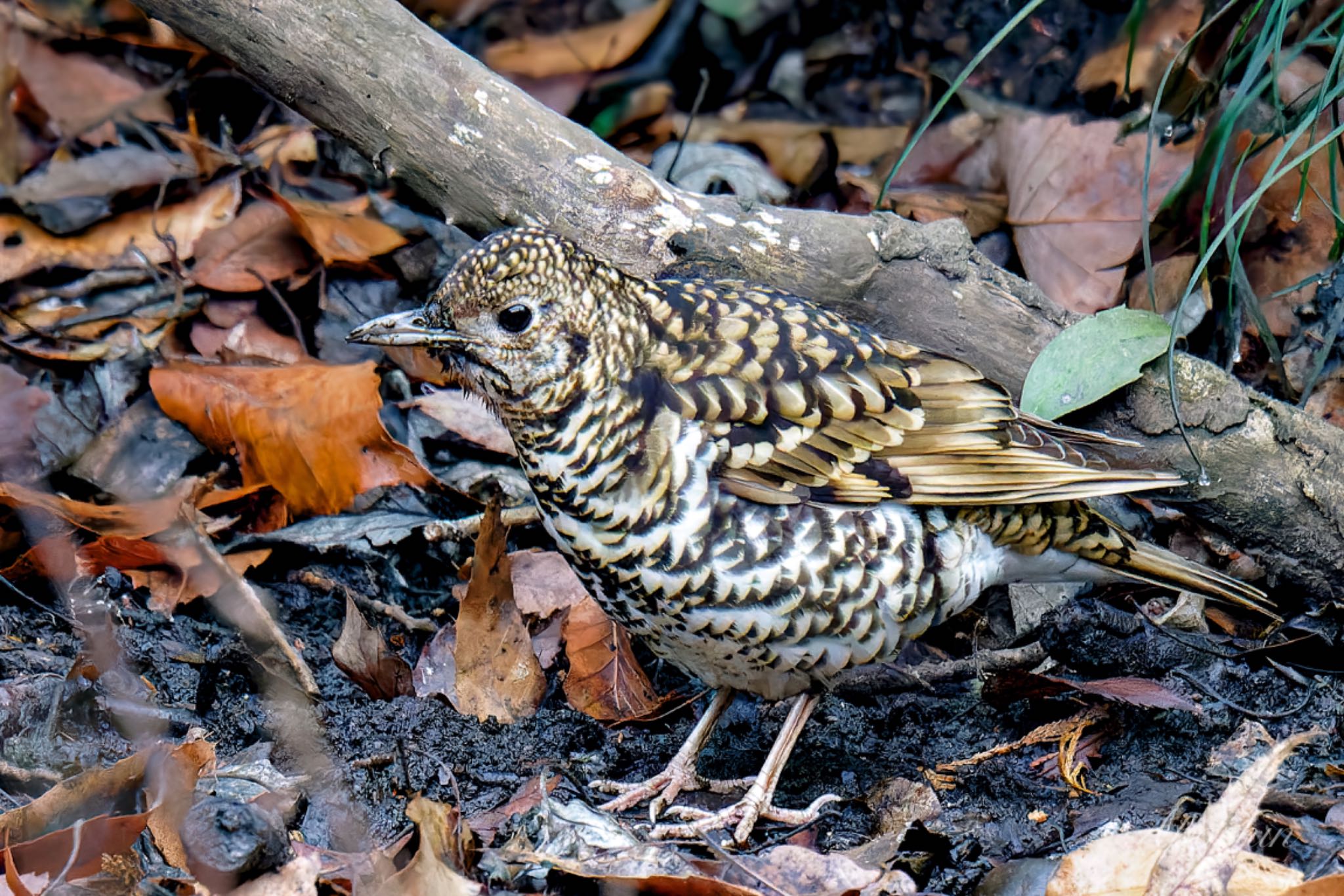 White's Thrush