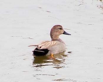 Gadwall 狭山池 Tue, 4/2/2024