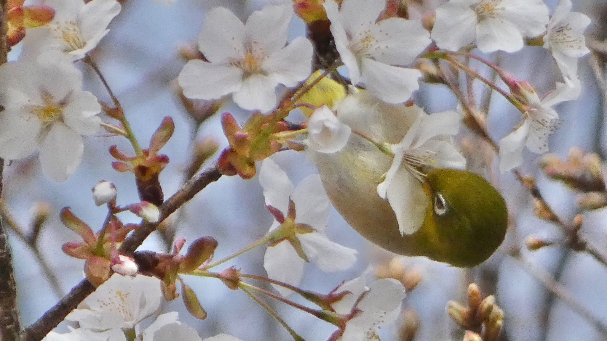 Warbling White-eye