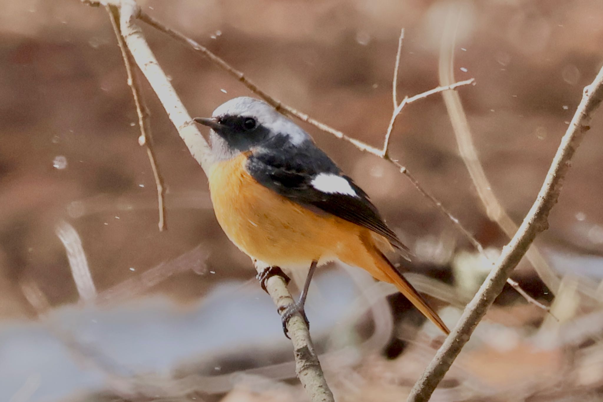 Daurian Redstart