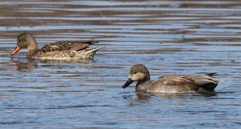 Gadwall 荒川自然観察テラス Sun, 2/18/2024