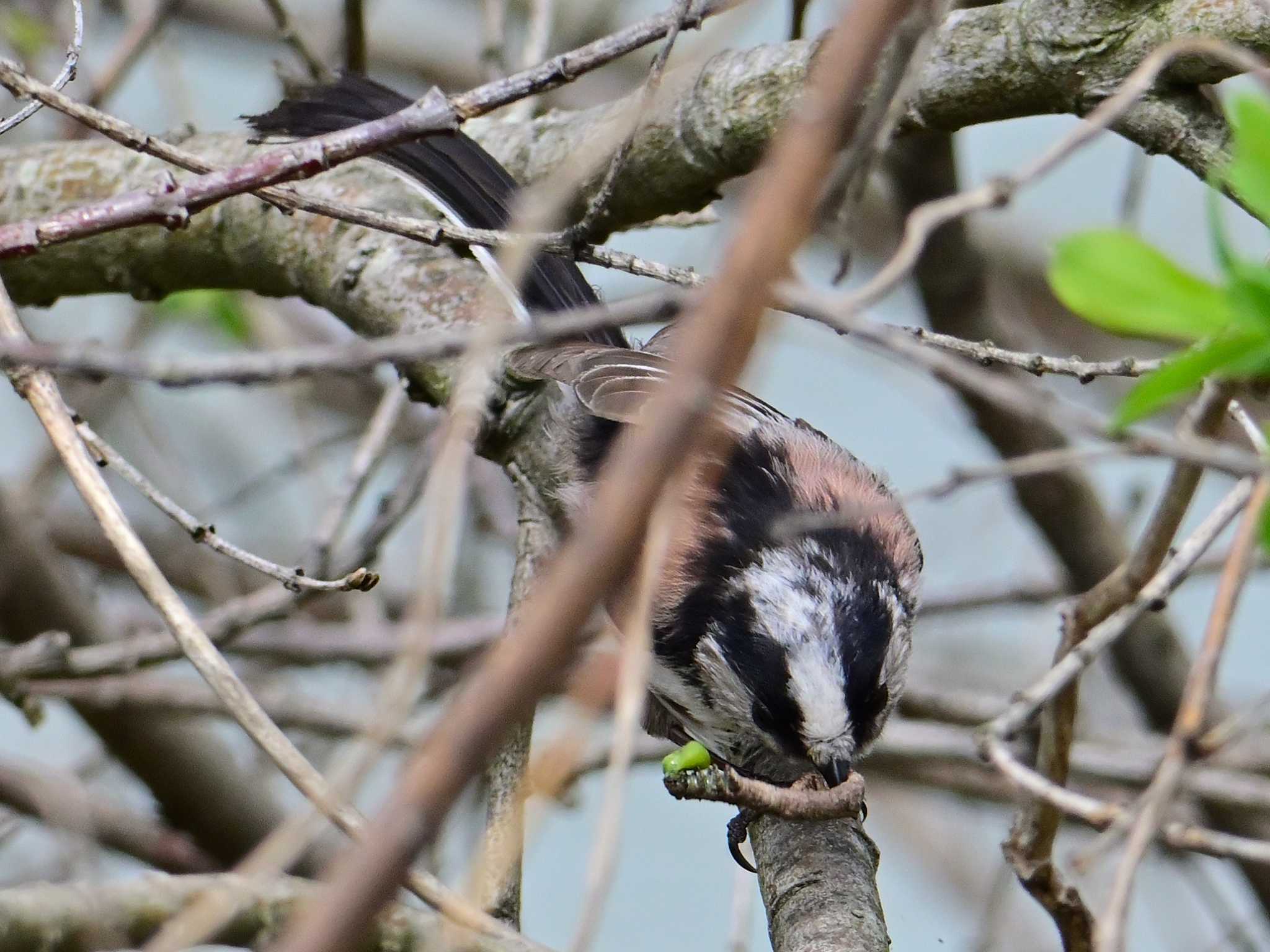 Long-tailed Tit