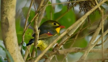 Red-billed Leiothrix 鶴ヶ池 Sun, 3/31/2024