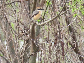 Bull-headed Shrike 桂川 Sun, 3/31/2024