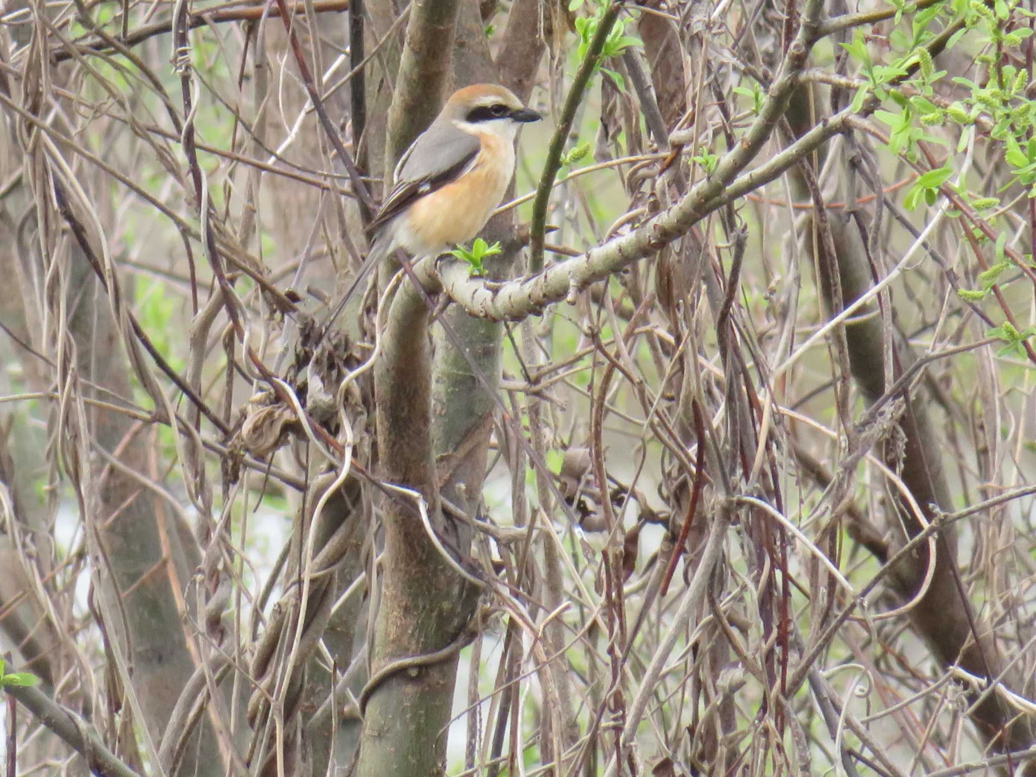 Bull-headed Shrike