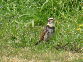 2024年3月31日(日) 桂川の野鳥観察記録