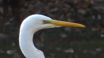 Great Egret 千葉市泉自然公園 Sat, 12/2/2023