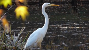 ダイサギ 千葉市泉自然公園 2023年12月2日(土)