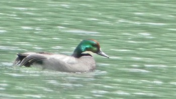 Falcated Duck 馬見丘陵公園 Fri, 4/5/2024