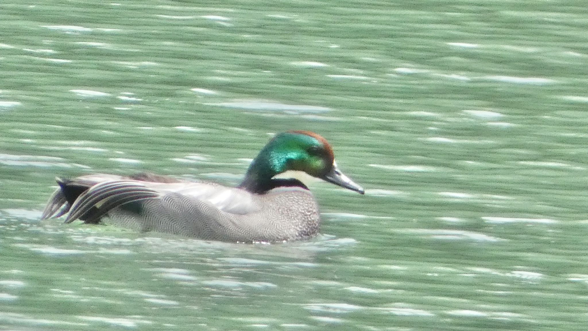 Falcated Duck