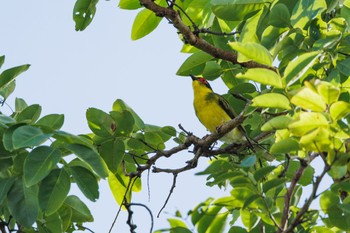 Australasian Figbird palm cove Wed, 4/3/2024