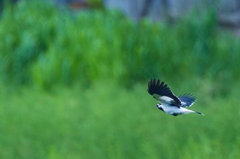 Magpie-lark palm cove Tue, 4/2/2024