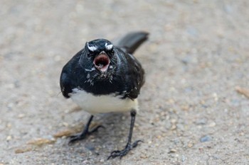 Willie Wagtail palm cove Mon, 4/1/2024