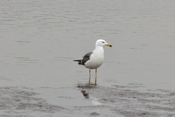 Black-tailed Gull Kasai Rinkai Park Thu, 3/28/2024