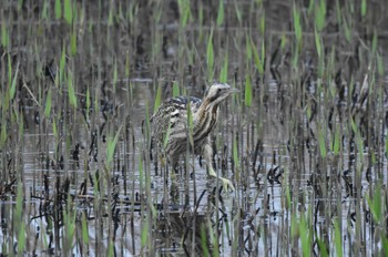 Eurasian Bittern Watarase Yusuichi (Wetland) Fri, 4/5/2024