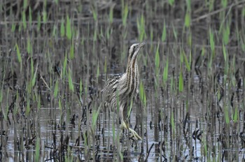 サンカノゴイ 渡良瀬遊水地 2024年4月5日(金)