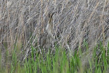 サンカノゴイ 渡良瀬遊水地 2024年4月5日(金)