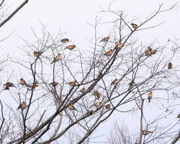 Brambling Unknown Spots Sat, 2/17/2024