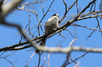 エナガ 明石公園 2024年3月3日(日)