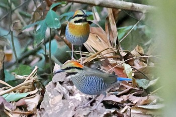 ルリヤイロチョウ ベトナム 2024年4月1日(月)