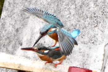 Common Kingfisher 石神井川 Fri, 4/5/2024