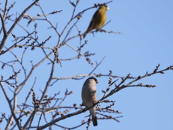 ウソ 中島公園 2024年4月6日(土)